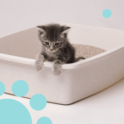 cat litter box